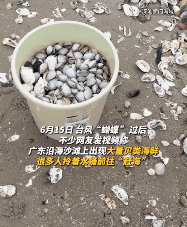 创赢盘 台风过后，生蚝、扇贝上岸……捡海鲜？官方重要提醒
