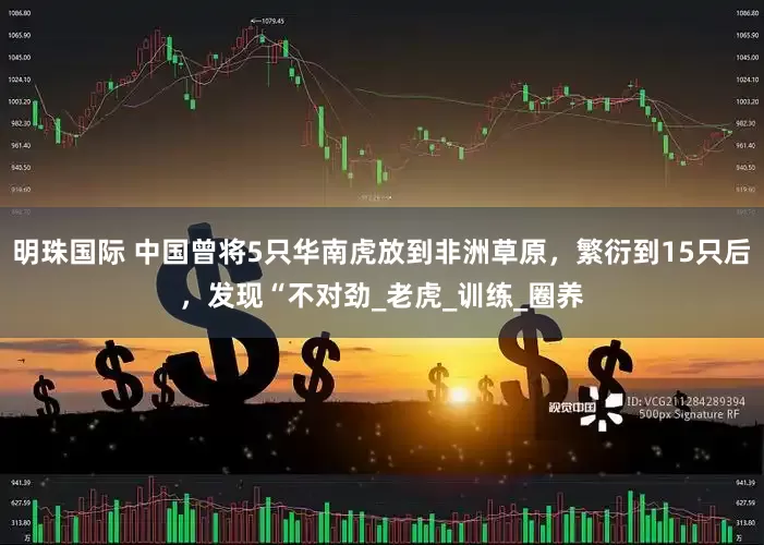 明珠国际 中国曾将5只华南虎放到非洲草原，繁衍到15只后，发现“不对劲_老虎_训练_圈养